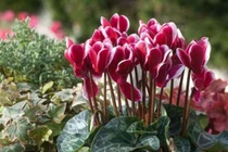 Màu hoa khác nhau tùy thuộc thời tiết