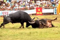 Năm 2022, Lễ hội chọi trâu truyền thống Đồ Sơn kỷ niệm 10 năm được công nhận là Di sản Văn hóa phi vật thể quốc gia. Ảnh: Giang Chinh