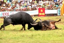 Năm 2022, Lễ hội chọi trâu truyền thống Đồ Sơn kỷ niệm 10 năm được công nhận là Di sản Văn hóa phi vật thể quốc gia. Ảnh: Giang Chinh