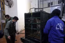 8 con hổ tại Nghệ An được chuyển tới Vườn thú Hà Nội 