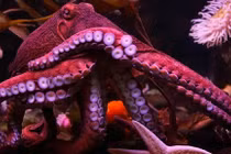 Sự khác biệt giữa cánh tay và xúc tu ở bạch tuộc và mực