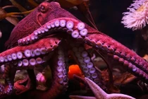 Sự khác biệt giữa cánh tay và xúc tu ở bạch tuộc và mực