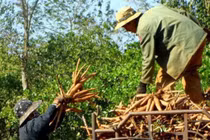 Xuất khẩu sắn và các sản phẩm sắn đạt 436 triệu USD