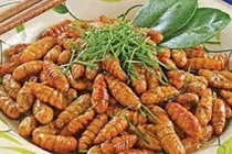 Nhộng tằm món ăn ngon, vị thuốc quý
