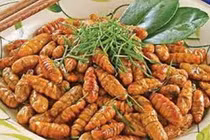 Nhộng tằm món ăn ngon, vị thuốc quý