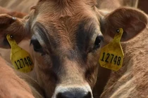 Bò trốn khỏi lò giết mổ và thoát chết nhờ biết trượt nước