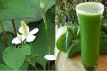 Lá giấp cá chữa trĩ