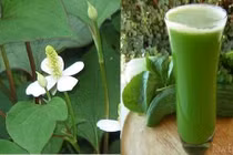 Lá giấp cá chữa trĩ