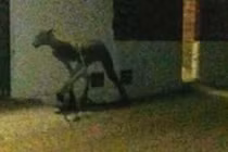 Sự thật về quái thú hút máu gây nên nỗi khiếp sợ tại Mỹ Latin