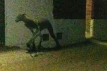 Sự thật về quái thú hút máu gây nên nỗi khiếp sợ tại Mỹ Latin