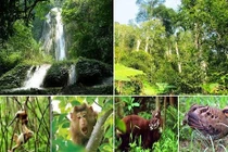 227 loài thực vật bậc cao có nguy cơ tuyệt chủng