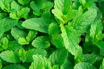 Bạc hà chữa cảm mạo