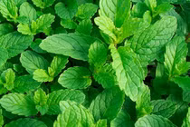 Bạc hà chữa cảm mạo