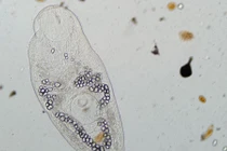 Nghiên cứu ký sinh trùng để ngăn ngừa đại dịch