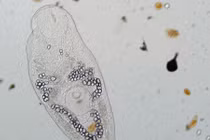 Nghiên cứu ký sinh trùng để ngăn ngừa đại dịch