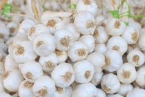  Đặc điểm chỉ dẫn địa lý tỏi Lý Sơn