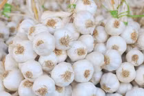  Đặc điểm chỉ dẫn địa lý tỏi Lý Sơn