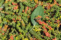 Xuất khẩu hạt tiêu giảm mạnh về lượng và giá