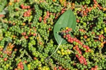 Xuất khẩu hạt tiêu giảm mạnh về lượng và giá