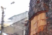 Vỏ xà cừ không chữa được ghẻ lở