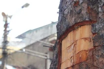 Vỏ xà cừ không chữa được ghẻ lở