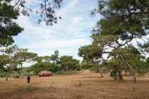 Chuyển đổi 174 ha đất rừng trồng làm sân golf ở Gia Lai: Rừng thông, đồi cỏ hồng vẫn được giữ gìn