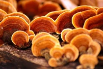 Nhận biết nấm linh chi rởm