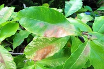 “Cứu” cây bị cháy nắng