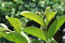 Lá ổi giúp hạ đường huyết