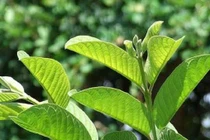 Lá ổi giúp hạ đường huyết