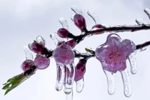 Miền Bắc tiếp tục rét đậm, băng giá phủ dày Mẫu Sơn, Y Tý, khả năng có thể mưa tuyết