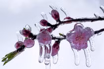 Miền Bắc tiếp tục rét đậm, băng giá phủ dày Mẫu Sơn, Y Tý, khả năng có thể mưa tuyết