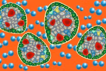 Tăng cường khả năng sống của các mô cấy ghép 