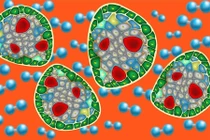 Tăng cường khả năng sống của các mô cấy ghép 