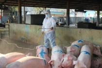 Thực hư việc chi trả tiền hỗ trợ dịch tả lợn châu Phi