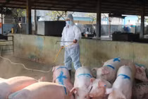 Thực hư việc chi trả tiền hỗ trợ dịch tả lợn châu Phi