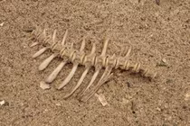 Bộ xương cá cổ đại tiết lộ chế độ ăn kiêng của người Do Thái