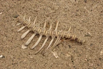 Bộ xương cá cổ đại tiết lộ chế độ ăn kiêng của người Do Thái