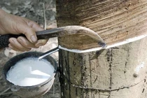 Cuối năm, giá cao su có xu hướng tăng