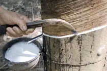 Cuối năm, giá cao su có xu hướng tăng