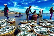 Hàng triệu cổ phiếu công ty thuỷ sản bị huỷ niêm yết bắt buộc trên HOSE