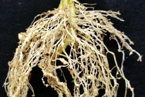 Khám phá gene giúp phát triển cây trồng chống hạn