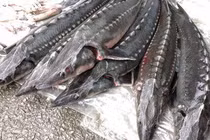 Cá tầm nhập lậu chất lượng thấp