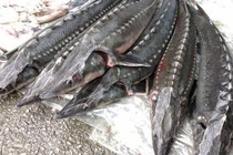 Cá tầm nhập lậu chất lượng thấp