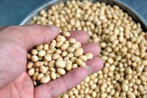 Thức ăn chống stress cho thủy sản từ đậu nành