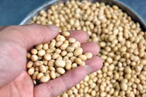 Thức ăn chống stress cho thủy sản từ đậu nành