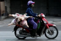 Sở GTVT TP Hà Nội yêu cầu dừng vận chuyển hàng hoá tươi sống từ các tỉnh ngoài vào trong thành phố bằng xe mô tô, xe hai bánh.