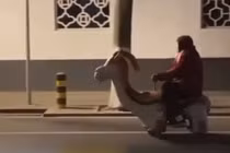 Lái xe đồ chơi, cụ bà bị xử phạt