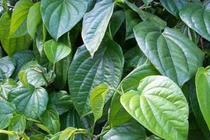 Trầu không trị bệnh đường tiêu hóa