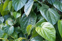 Trầu không trị bệnh đường tiêu hóa